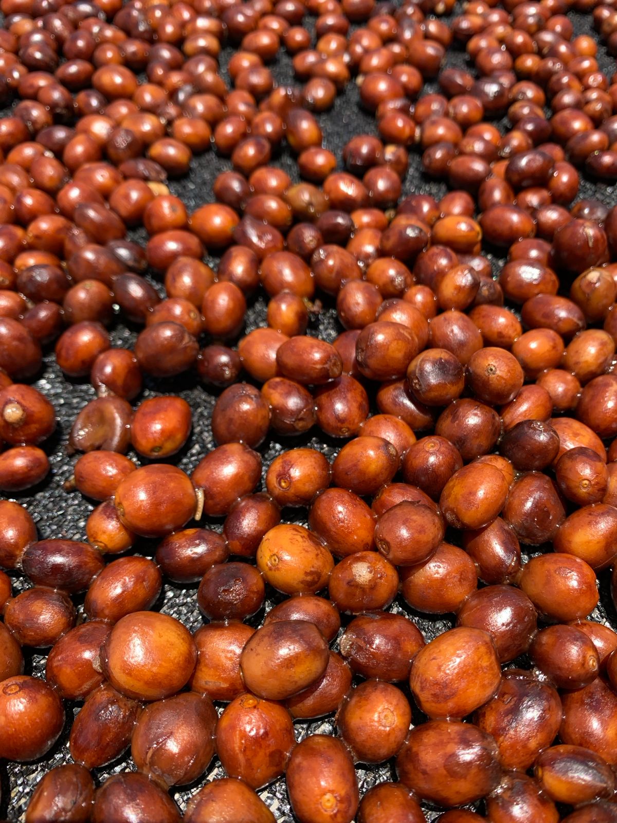 Close up of ripe coffee cherries