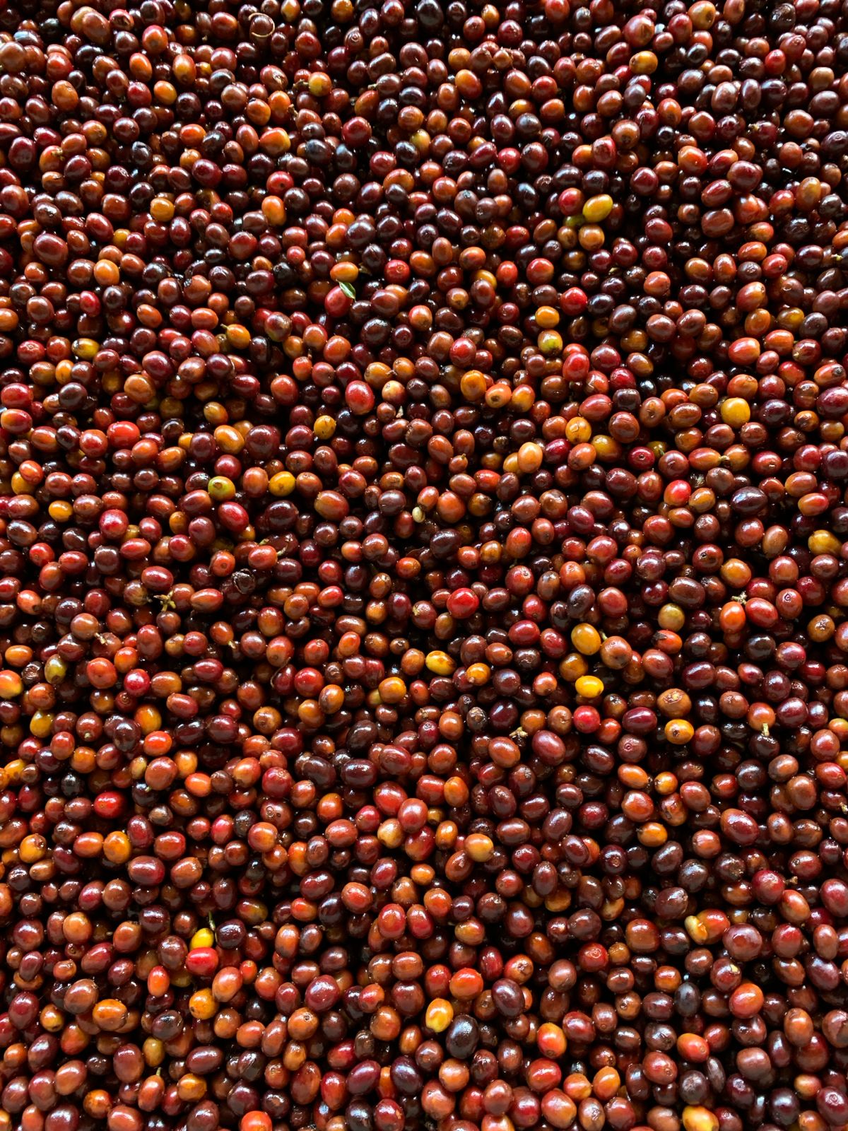 Freshly harvested coffee cherries from Tolima Colombia