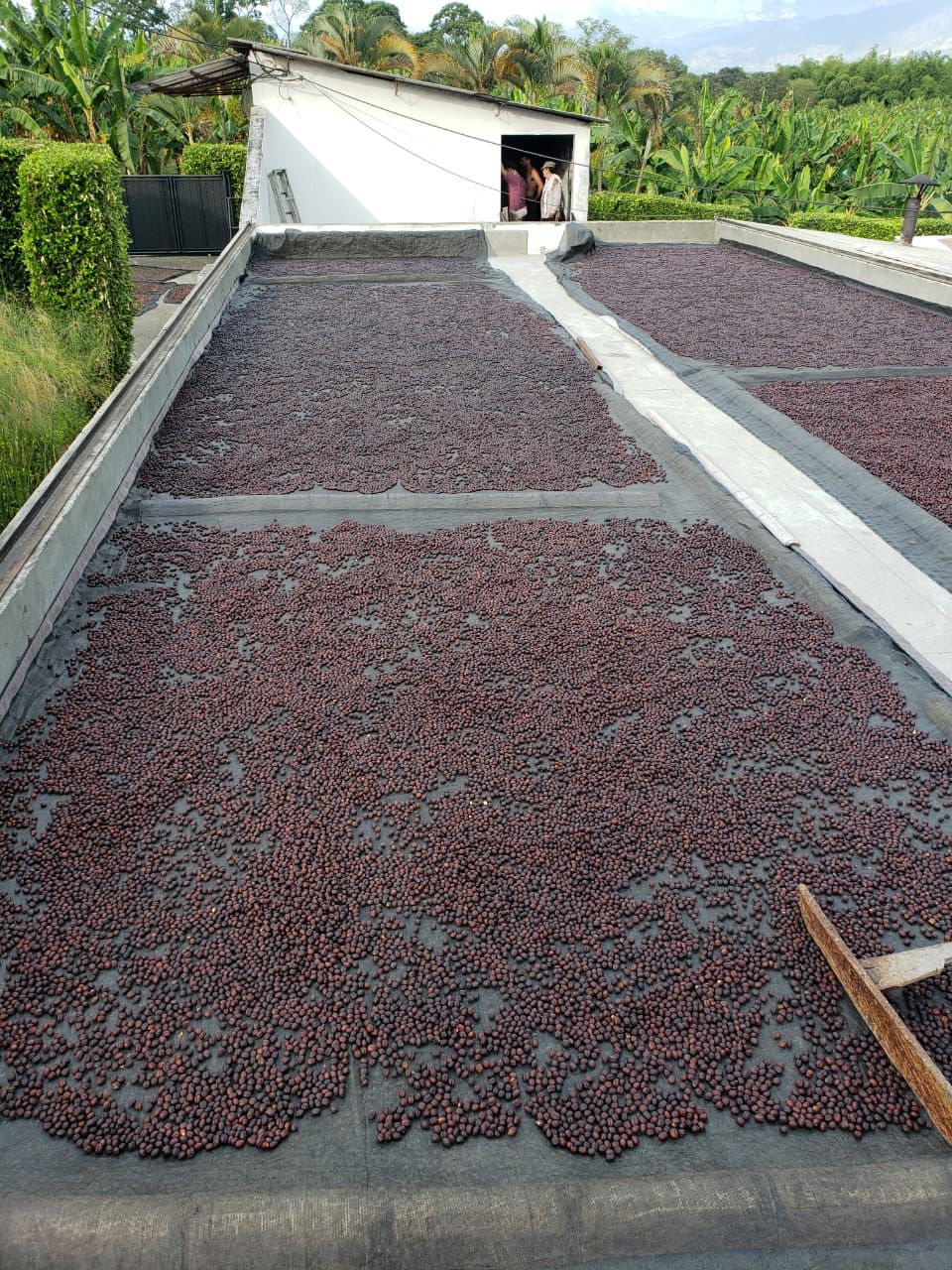 Coffee cherries drying on rooftop beds in Brazil