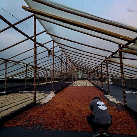 Worker checking coffee drying in tunnel