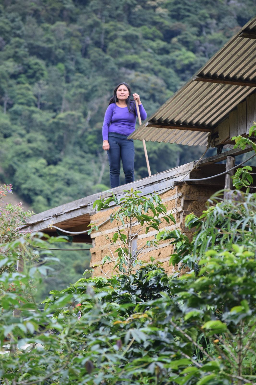 Coffee farmer overlooking the farm